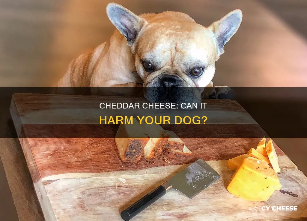 will cheddar cheese hurt a dog