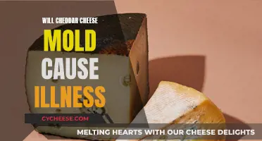 Can Cheddar's Moldy Texture Make You Sick?