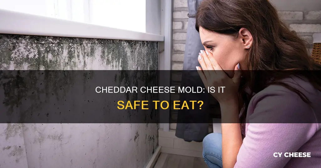 will cheddar cheese mold cause illness