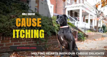 Can Cheese Trigger Itching? Exploring the Surprising Link and Remedies