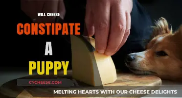 Can Cheese Cause Constipation in Puppies? What Owners Should Know
