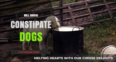 Can Cheese Cause Constipation in Dogs? What Pet Owners Need to Know