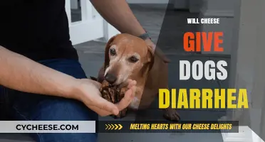Can Cheese Cause Diarrhea in Dogs? What Pet Owners Should Know