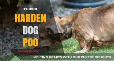 Can Cheese Firm Up Your Dog's Poop? Facts and Myths