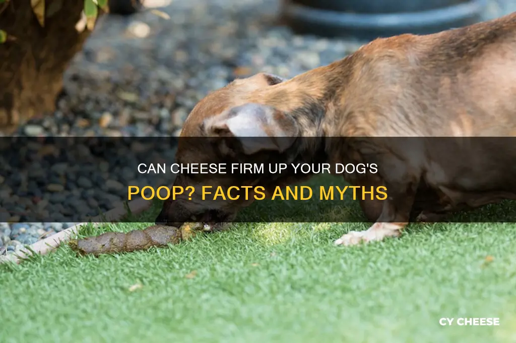 will cheese harden dog poo