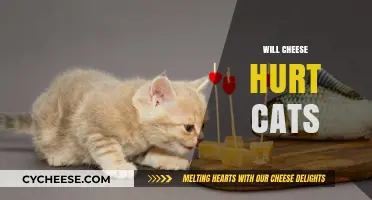 Can Cats Eat Cheese? Understanding the Risks and Benefits