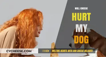 Can Dogs Eat Cheese? Risks and Benefits for Your Pet
