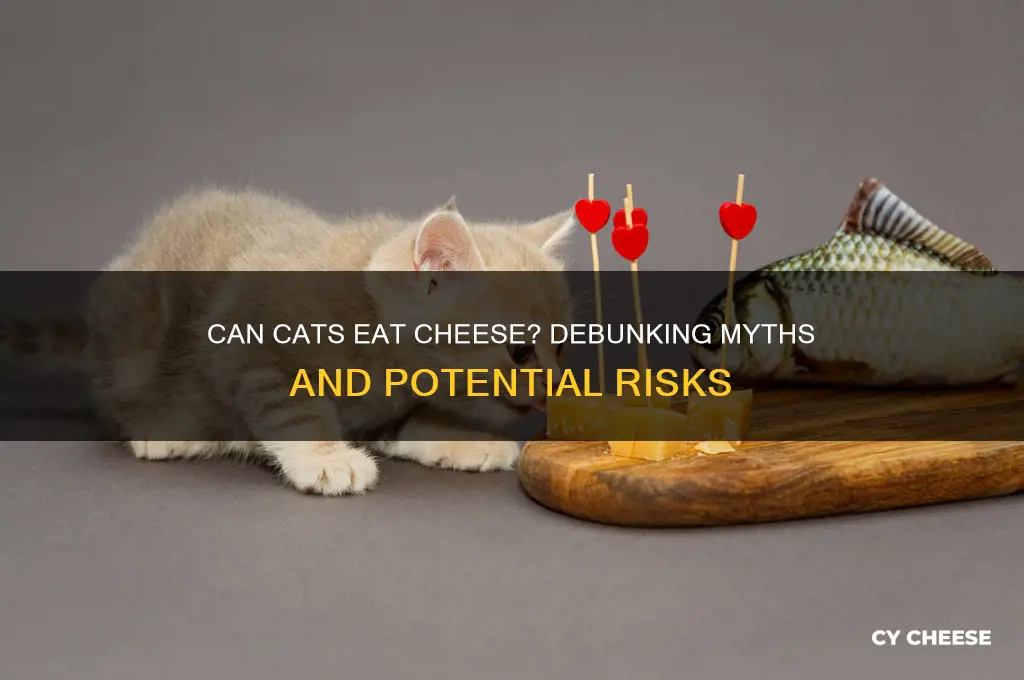 will cheese kill a cat