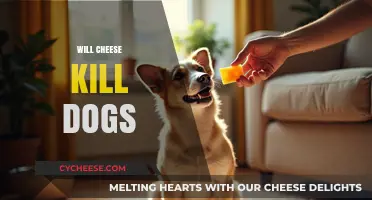 Can Cheese Be Fatal to Dogs? Understanding the Risks and Myths
