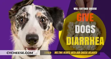 Can Cottage Cheese Cause Diarrhea in Dogs? What Pet Owners Need to Know