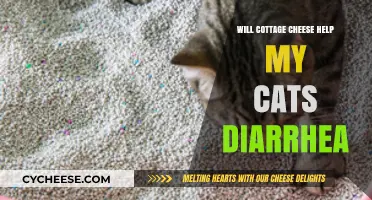 Can Cottage Cheese Soothe Your Cat's Diarrhea? Expert Insights