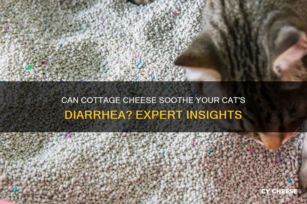 will cottage cheese help my cats diarrhea