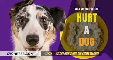 Can Dogs Eat Cottage Cheese? Safety and Risks Explained