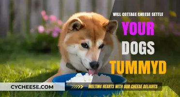 Can Cottage Cheese Calm Your Dog's Upset Stomach? Find Out Here