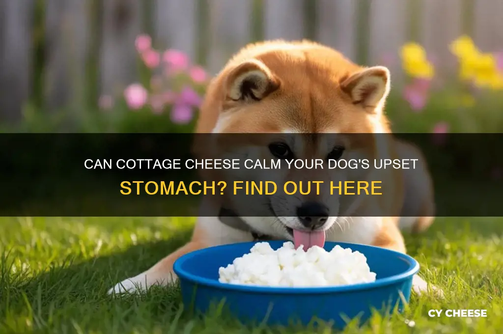 will cottage cheese settle your dogs tummyd