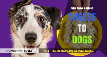Can Dogs Eat Cottage Cheese? Benefits, Risks, and Serving Tips