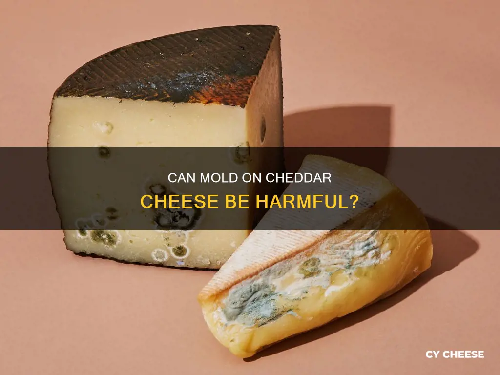 will mold on cheddar cheese hurt you