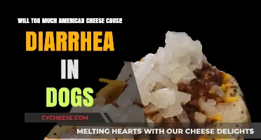 Can Excessive American Cheese Trigger Diarrhea in Dogs? Find Out