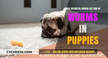 Velveeta Cheese: A Safe Worm Treatment for Puppies?