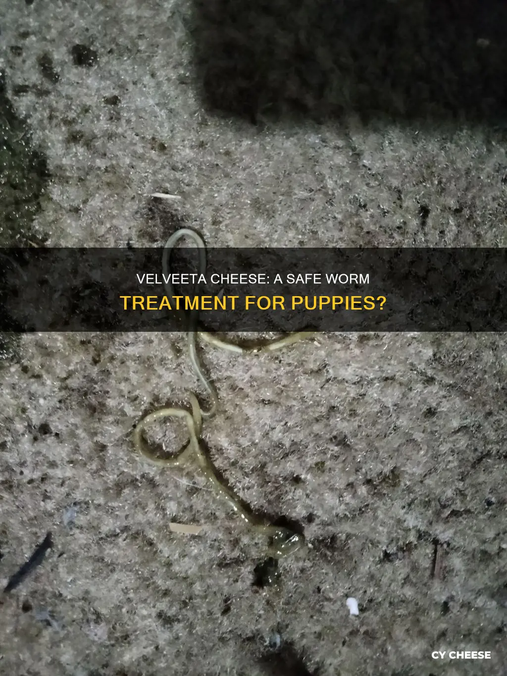 will velveeta cheese get rid of worms in puppies