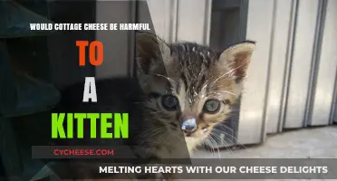 Is Cottage Cheese Safe for Kittens? Potential Risks Explained