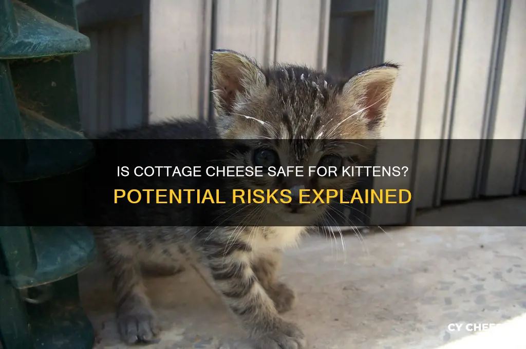 would cottage cheese be harmful to a kitten